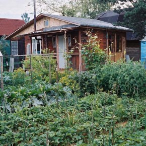 Огородничество :редька масляная - лучшая соседка для картофеля