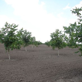 Выращивание грецкого ореха:технология выращивания сеянцев  и уход