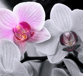 Орхидея- королева цветов