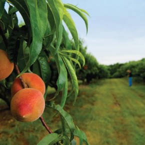 Как выращивать персиковое дерево:что выступает подвоем для персика
