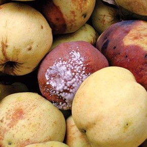Инфекционные болезни плодовых при хранении:чечевичная пятнистость,парша,монолиз