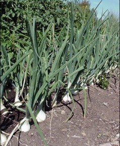 Выращивание лука ялтинской: система подкормок