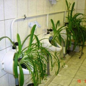 Как правильно поливать комнатные растения:полезные советы