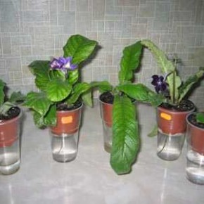 Способы полива комнатных растений:полив из лейки