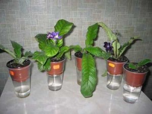 Способы полива комнатных растений