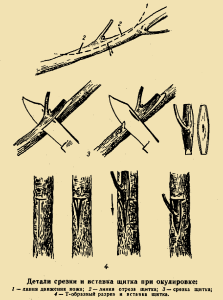 Прививка и окулировка черешни