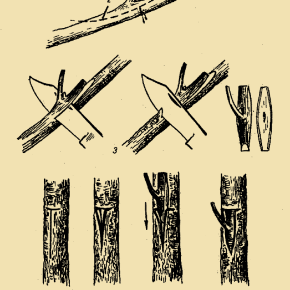 Прививка и окулировка черешни:когда и как её проводить