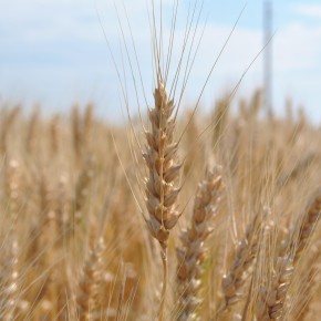 Урожайность озимых зерновых культур : влияние высоты растений озимой пшеницы