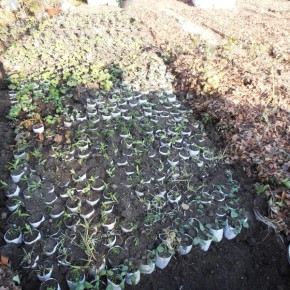 Выращивание рассады в открытом грунте