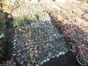 Выращивание рассады в открытом грунте