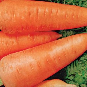 Самые лучшие сорта моркови 2013:выращивание  и уход