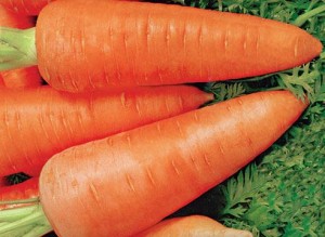 Самые лучшие сорта моркови 2013