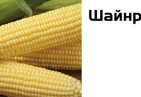 Новые супер сладкие сорта кукурузы: Шейнрок F1