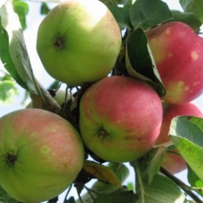 Лучшие сорта яблони в Украине:Флорина, Прима, Присцилла, Либерти, Прайм