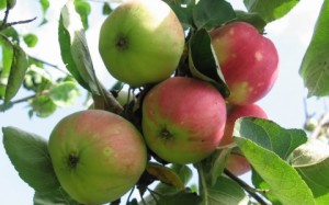 Лучшие сорта яблони в Украине