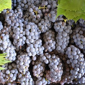 Выращивания винограда: виноград сортов Изабелла  и Лидия