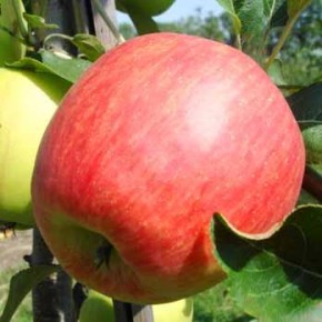 Летние сорта яблони