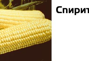 Самый ранний сорт кукурузы в Украине:Спирит F1