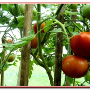 Как вырастить томаты  в весенних теплицах:уход за растениями в пленочных теплицах