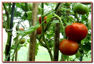 Как вырастить томаты в весенних теплицах
