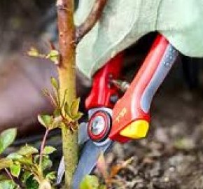 Как ухаживать за садом  весной:обрезка деревьев