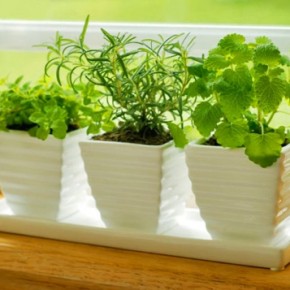 Выращивание растений на подоконнике:питание для растений