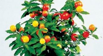 Как вырастить вишню на подоконнике:как вырастить кубинскую вишню