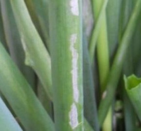 Выращивание лука ялтинской: борьба с вредителями и болезнями