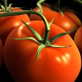Как бороться с болезнями и вредителями томатов:защита помидор от болезней