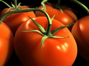 Как бороться с болезнями и вредителями томатов