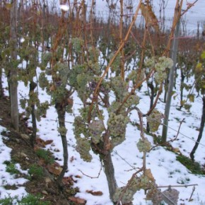 Как защитить кусты винограда от морозов