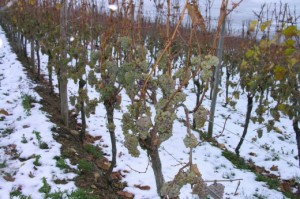 Как защитить кусты винограда от морозов