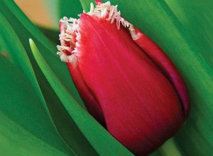 Факторы развития тюльпана