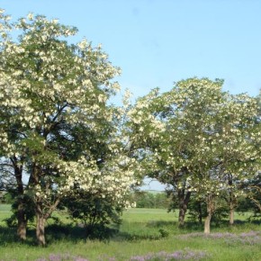 Акация белая - дерево из семейства бобовых
