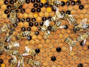 Жизнь пчелиной семьи