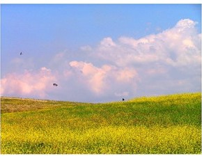 Кормовое и поверхносное улучшение лугов