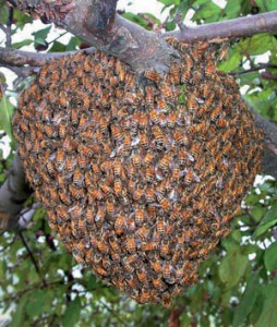  пчелиной семьи 