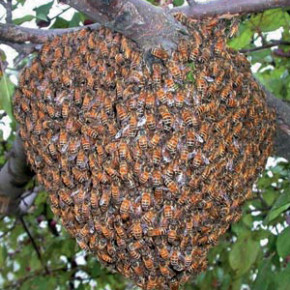 Гнездо  пчелиной семьи