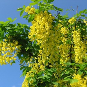 Акация желтая - медоносное растение