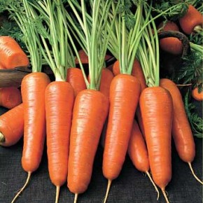 Хранение моркови зимой:используют углубление в земле - бурты и бурты