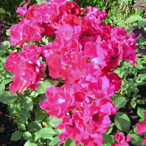 Роза флорибунда: сорта и описание