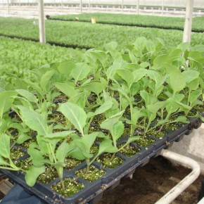 Выращивание капусты:красноголовая, савойская, брюссельская, пекинская капуста и кольраби