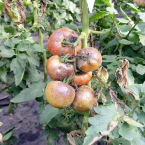 Защита томатов от болезней в закрытом грунте в Украине