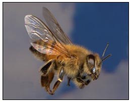 Пчела танцем передает информацию о нахождении источника медосбора