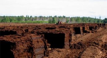 Как правильно использовать биогумус для подкормки
