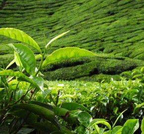 Растение чая:общеизвестный, вечнозеленый субтропический кустарник, высотой до 3 м