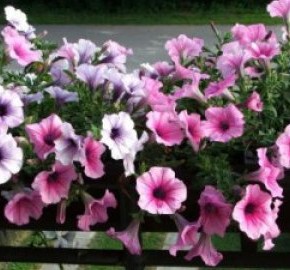 Как правильно высаживать цветы:на клумбах и бордюрах