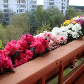 Какие растения посадить на балконе или террасе?