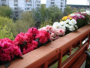 Какие растения посадить на балконе