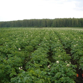 Как защитить картофель от болезней:комплекс правил при ее выращивании